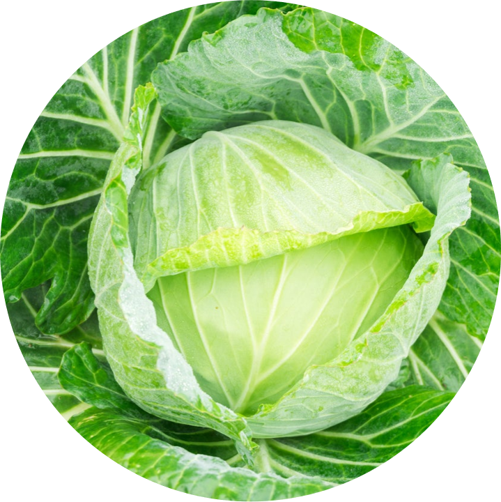 Cabbage - Golden Acre